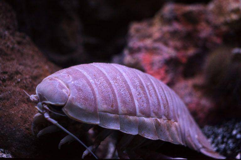 isopod raksasa (thelivingplanet.com)