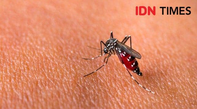 Awal Musim Hujan, Dinkes Sulsel Imbau Warga Waspadai DBD