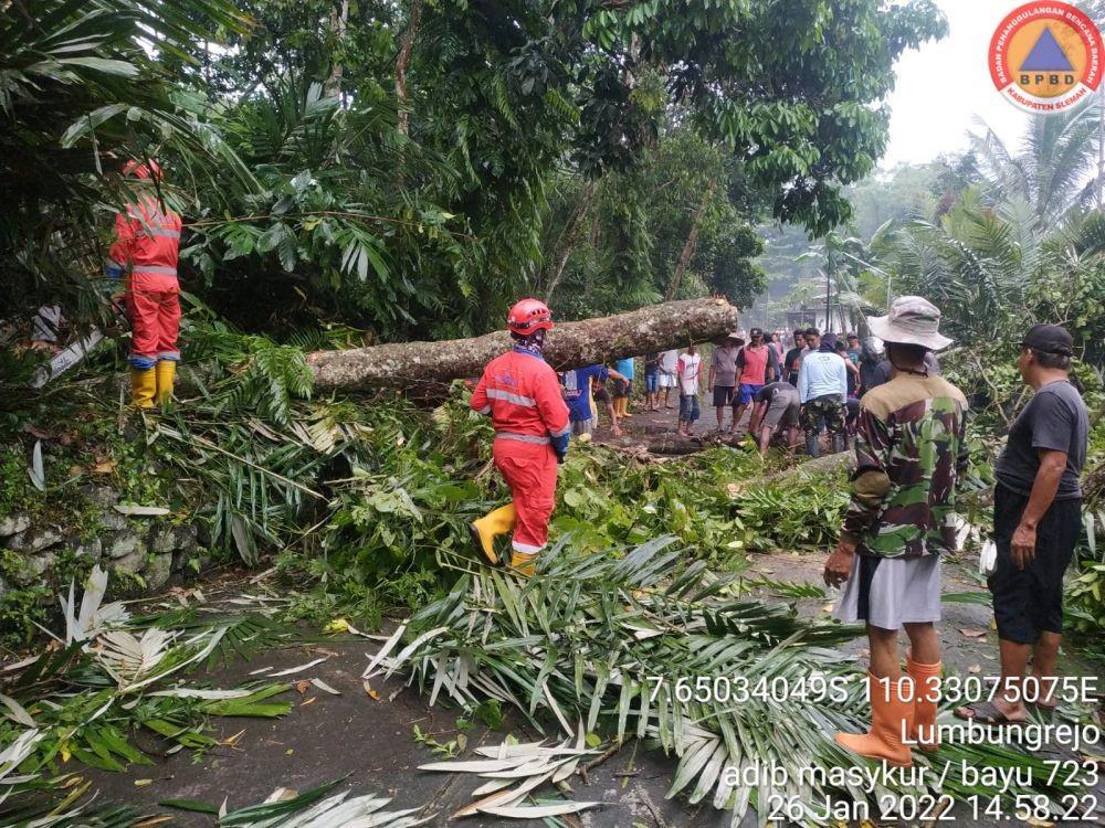 Puluhan Pohon di Sleman Tumbang dan Atap Rumah Beterbangan