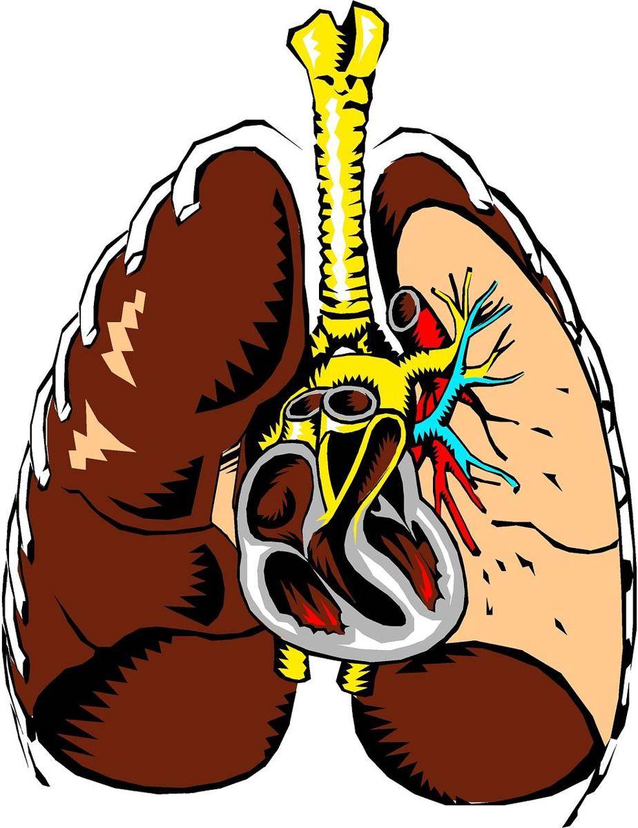 ilustrasi jantung dan paru-paru (pixabay.com/balik)
