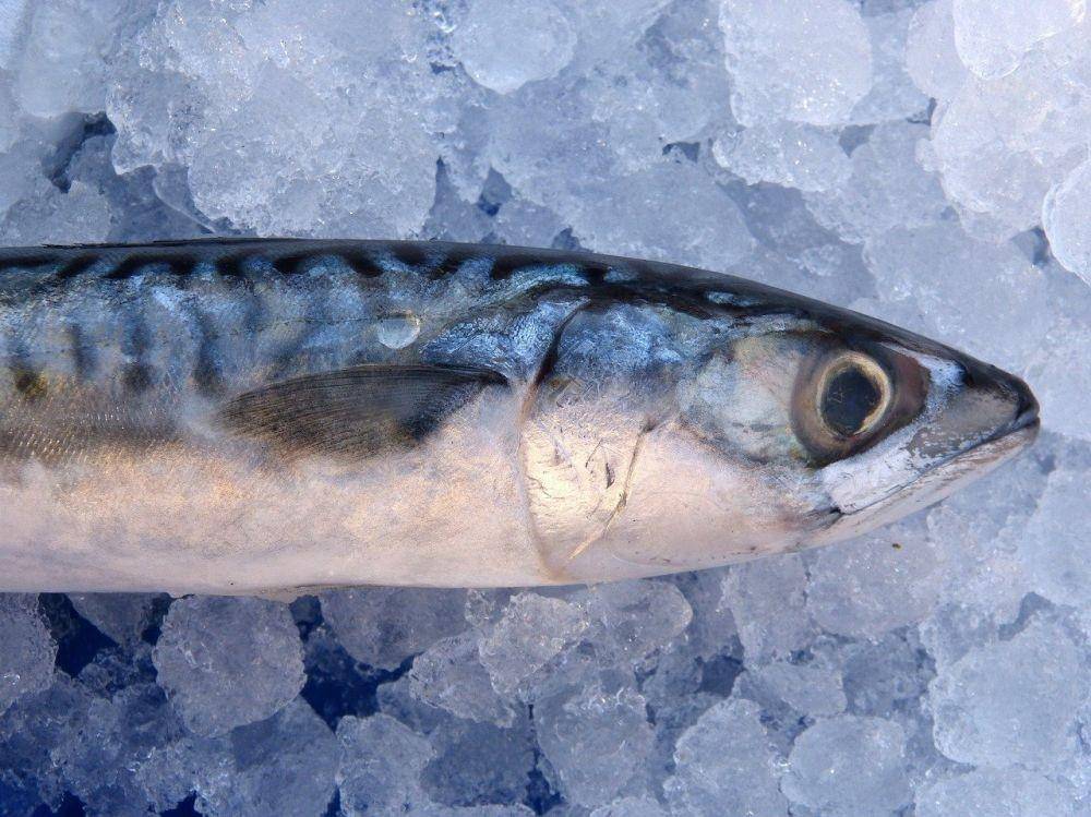 Ilustrasi ikan tongkol (pixabay.com/makamuki0)