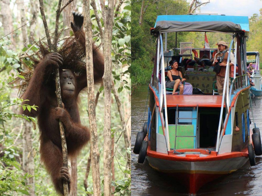 Pesona Tanjung Puting, Ekowisata Taman Nasional Kalimantan Tengah