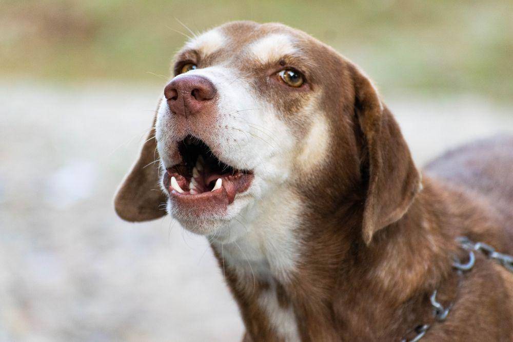 ilustrasi anjing menggonggong (pixabay.com/balouriarajesh)
