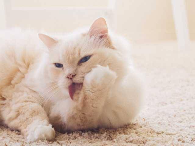 ilustrasi kucing menjilati bulunya (unsplash.com/Joyful)