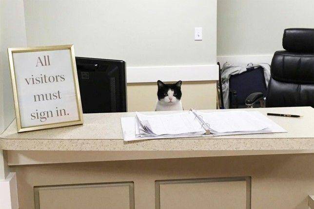 Potret kucing bekerja. (Twitter.com/CatWorkers)