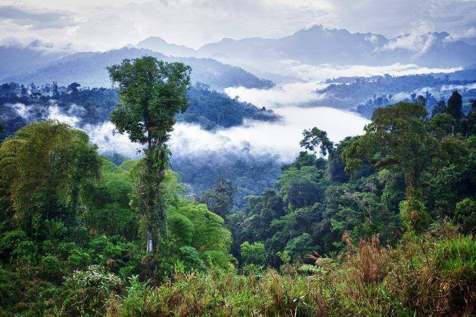 potret salah satu hutan hujan di Ekuador (insightguides.com)