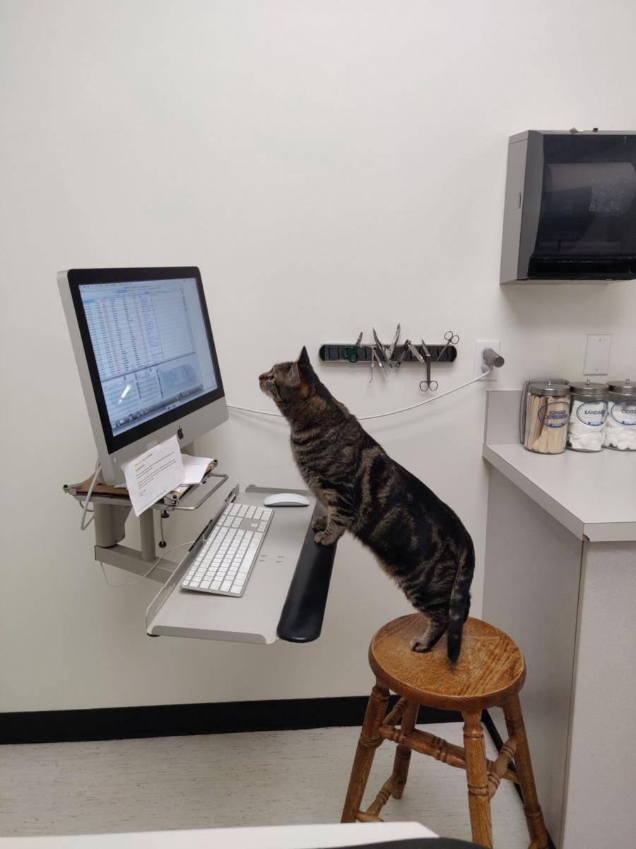 Potret kucing bekerja. (Twitter.com/CatWorkers)