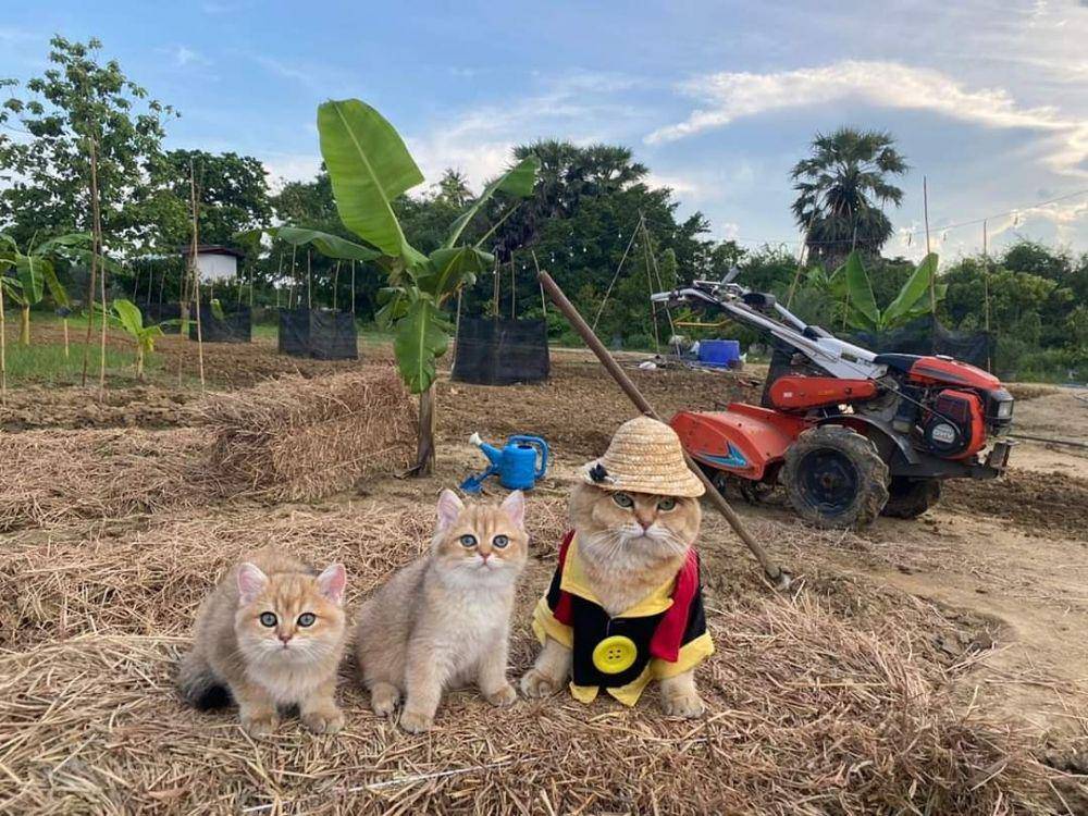 Potret kucing bekerja. (Twitter.com/CatWorkers)