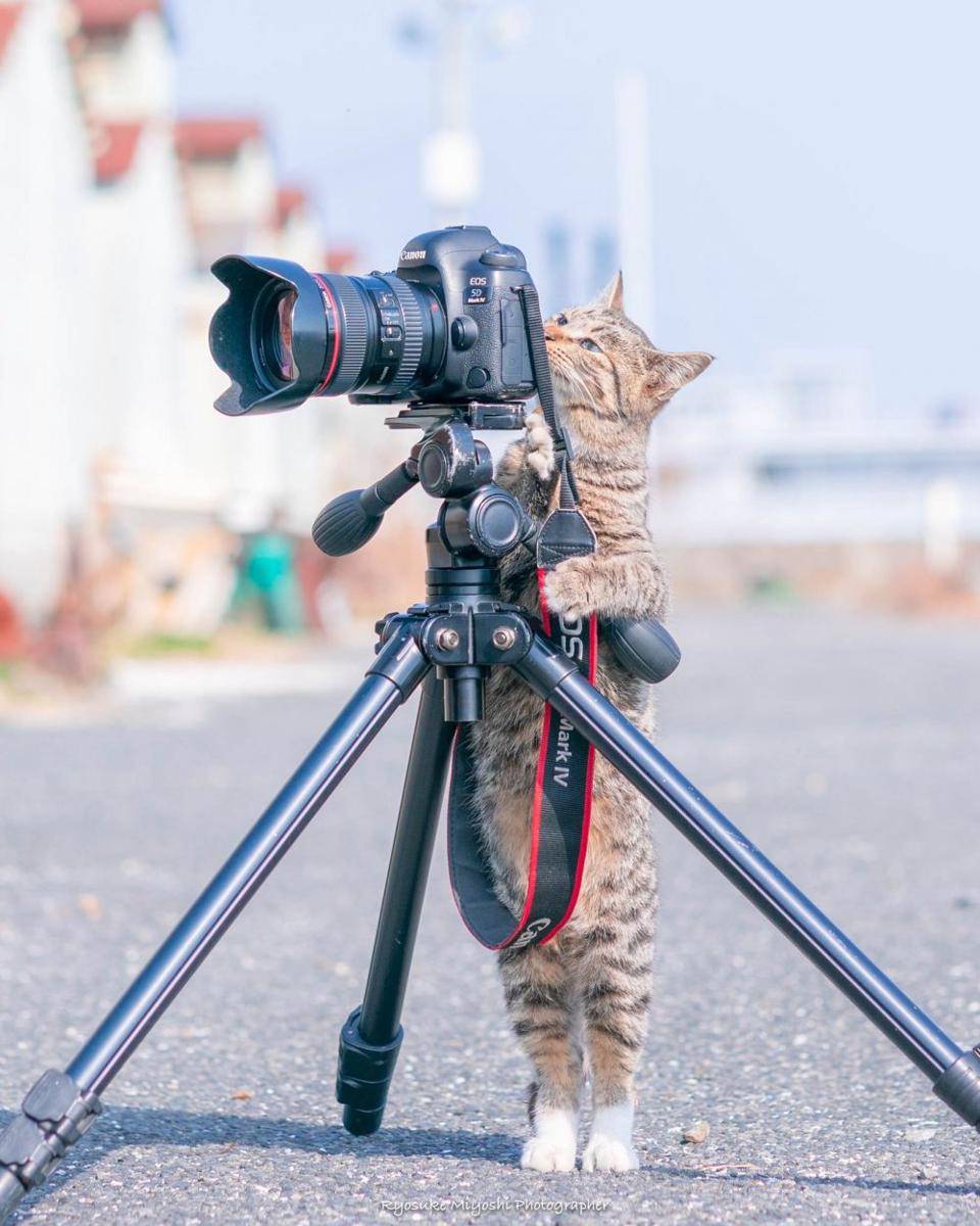 Potret kucing bekerja. (Twitter.com/CatWorkers)