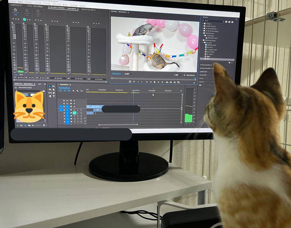 Potret kucing bekerja. (Twitter.com/totomaru_hanmi)