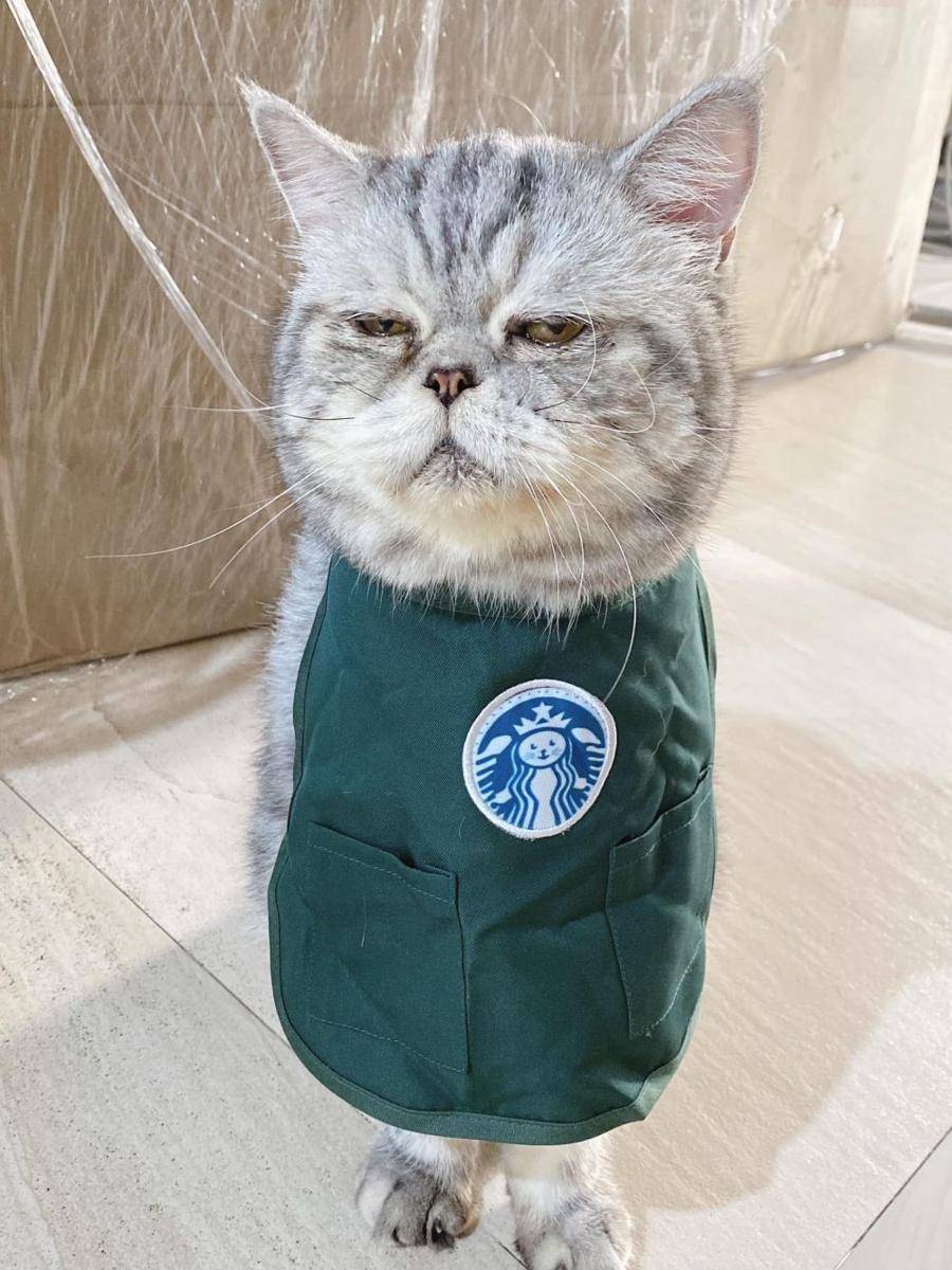 Potret kucing bekerja. (Twitter.com/CatWorkers)