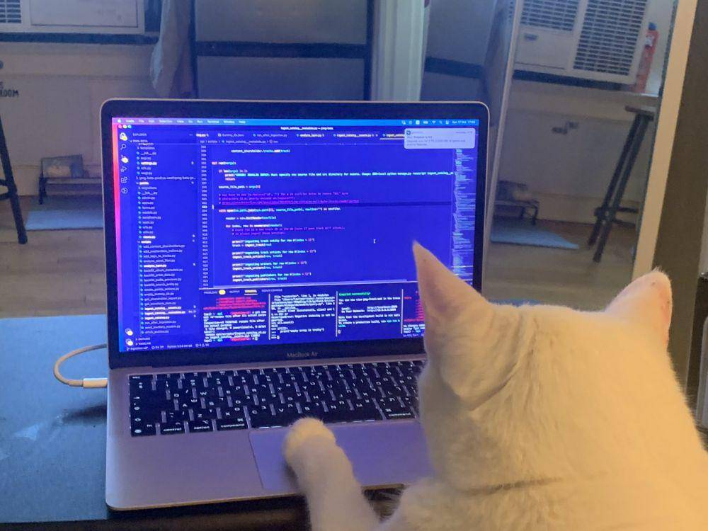 Potret kucing bekerja. (Twitter.com/CatWorkers)