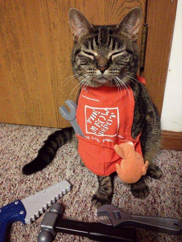 Potret kucing bekerja. (Twitter.com/CatWorkers)