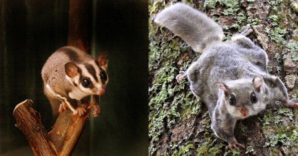 kolase potret sugar glider dan tupai terbang di batang pohon (animaldiversity.org | bastabalkana.com)
