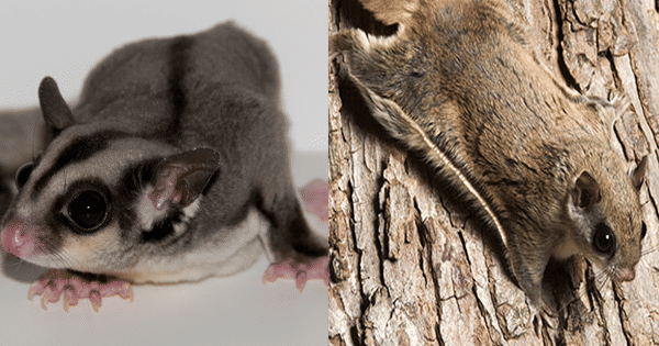 kolase potret sugar glider dan tupai terbang (flickr.com | nwf.org)