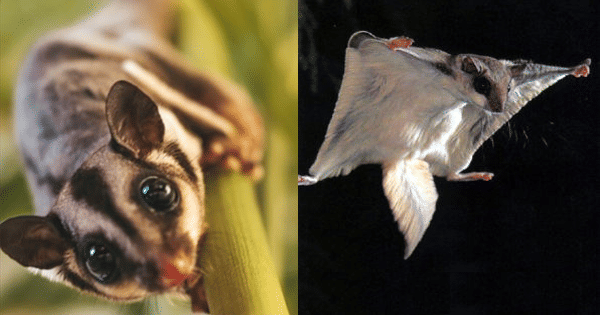 kolase potret sugar glider dan tupai terbang (unsplash.com/timgarifov | westexpestmanagement.com)