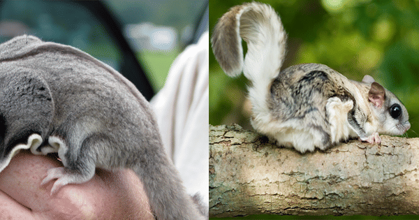 kolase potret ekor sugar glider dan ekor tupai terbang (flickr.com | zooecomuseum.ca)