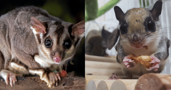 kolase potret sugar glider dan tupai terbang (unsplash.com/davidclode | pixabay.com/users/andyround62-3316356)
