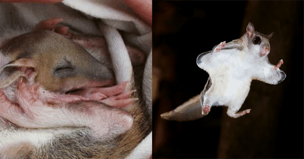 kolase potret bayi sugar glider dan tupai terbang (scx1.b-cdn.net | flickr.com)