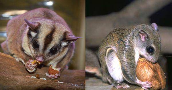 kolase potret sugar glider dan tupai terbang sedang makan (pixabay.com/users/andyround62-3316356 | in.gov)