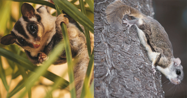 kolase potret sugar glider dan tupai terbang (unsplash.com/timgarifov | treedictionary.com)