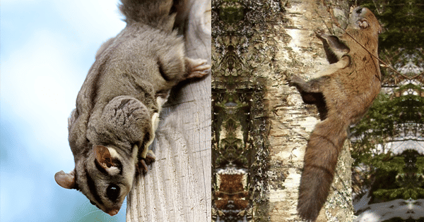 Tampak Menggemaskan, Ini 9 Perbedaan Sugar Glider dan Tupai Terbang