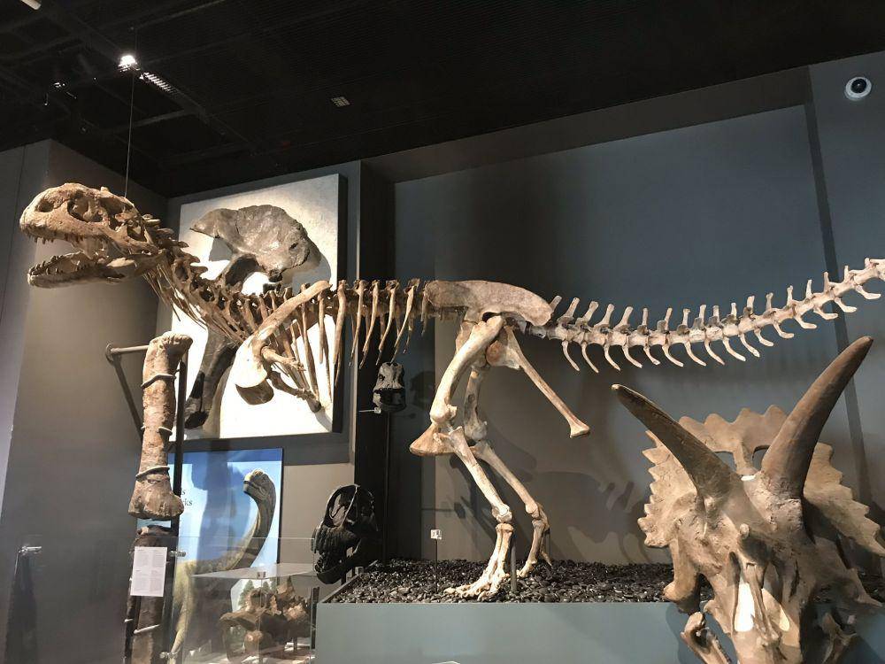 Fosil Majungasaurus (twitter.com/TM9380)