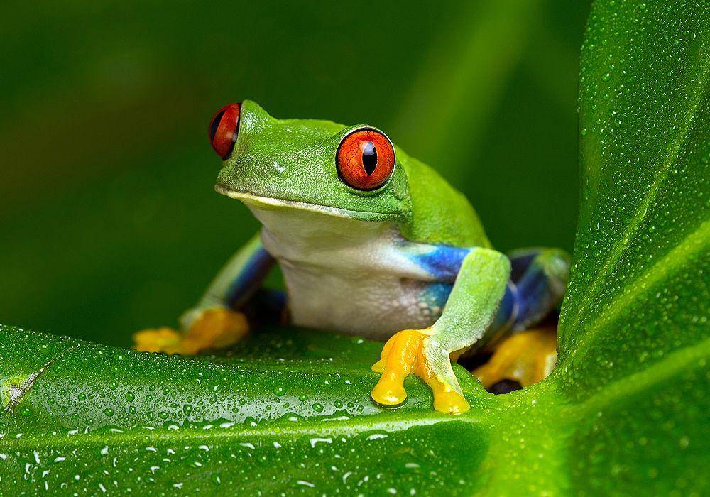 katak (worldbirds.com)