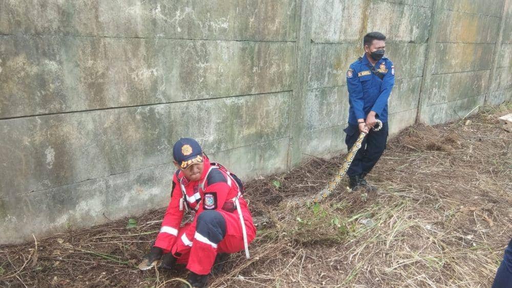 Tim Rescue Pemadam Kebakaran Kota Makassar mengevakuasi ular sanca batik sepanjang 5 meter di Kelurahan Tamalanrea Jaya, Kecamatan Tamalanrea, Kota Makassar, Senin (31/1/2022). Dok.Disdamkar Makassar