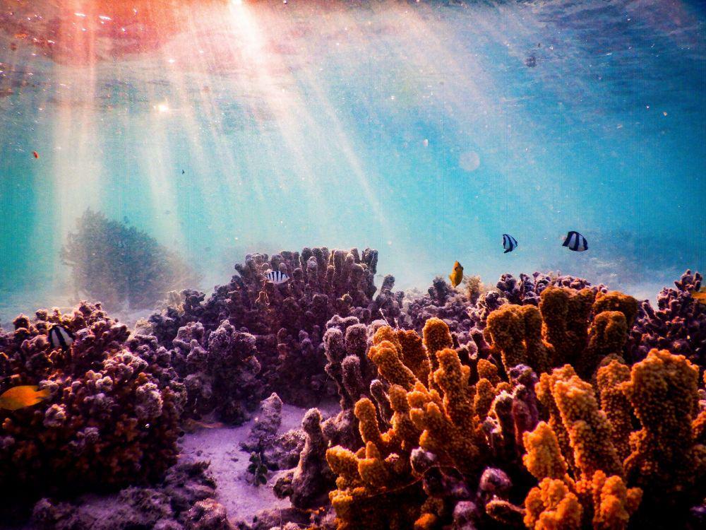 Lindungi Great Barrier Reef, Australia Janji Kucurkan Dana