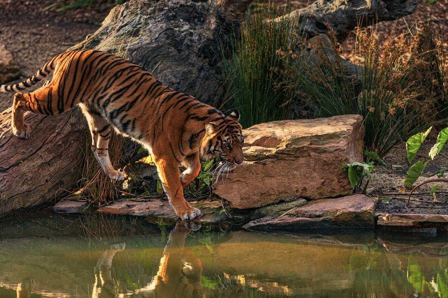 5 Fakta Menarik tentang Tahun Macan Air yang Akan Segera Kita Sambut