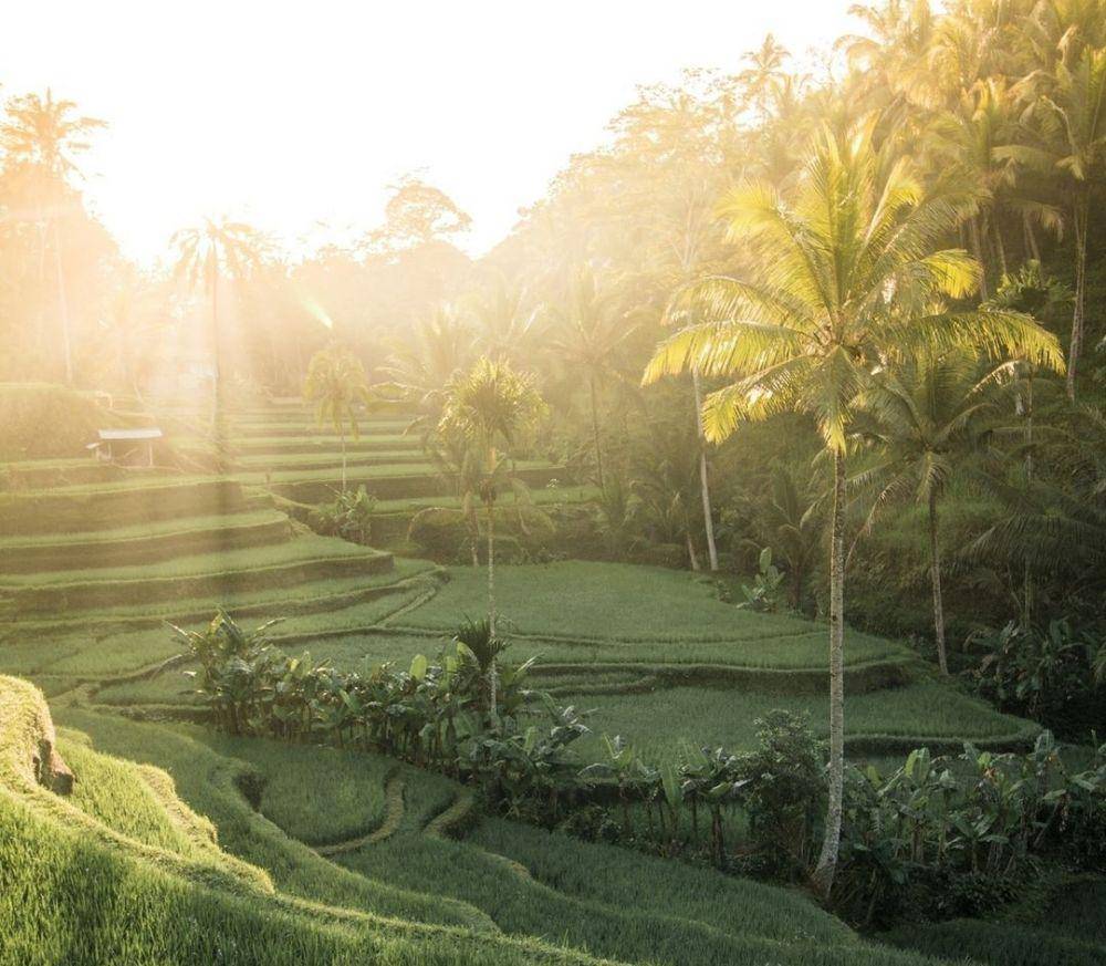 Terasering Tegalalang (instagram.com/suns_care)
