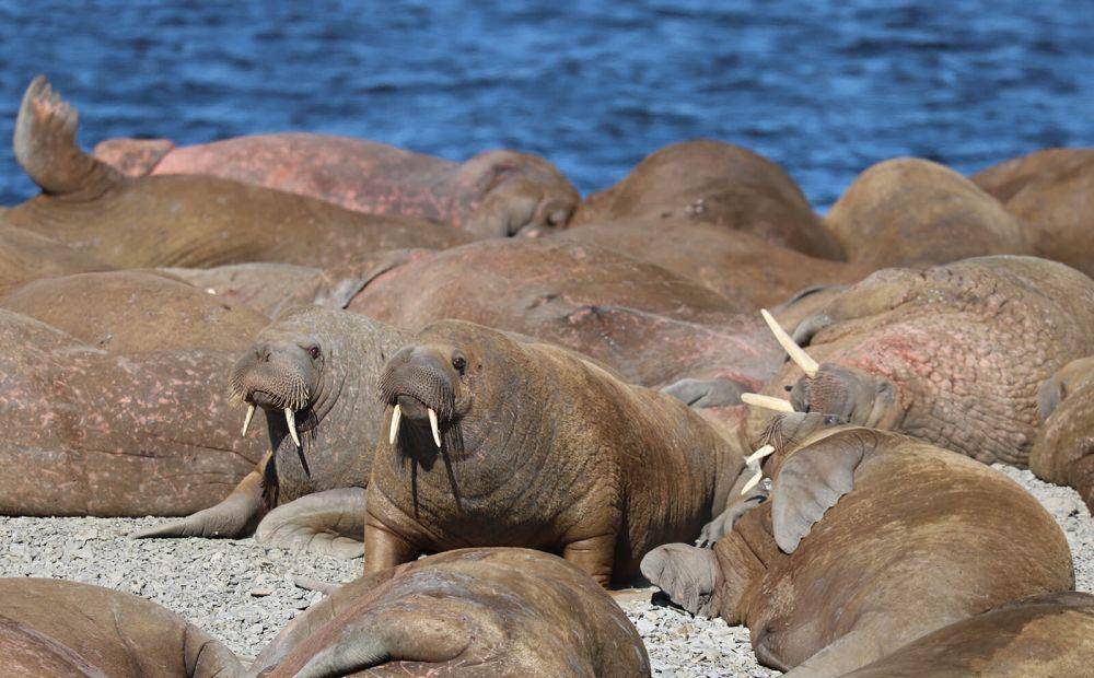 walrus (canadiangeographic.ca)