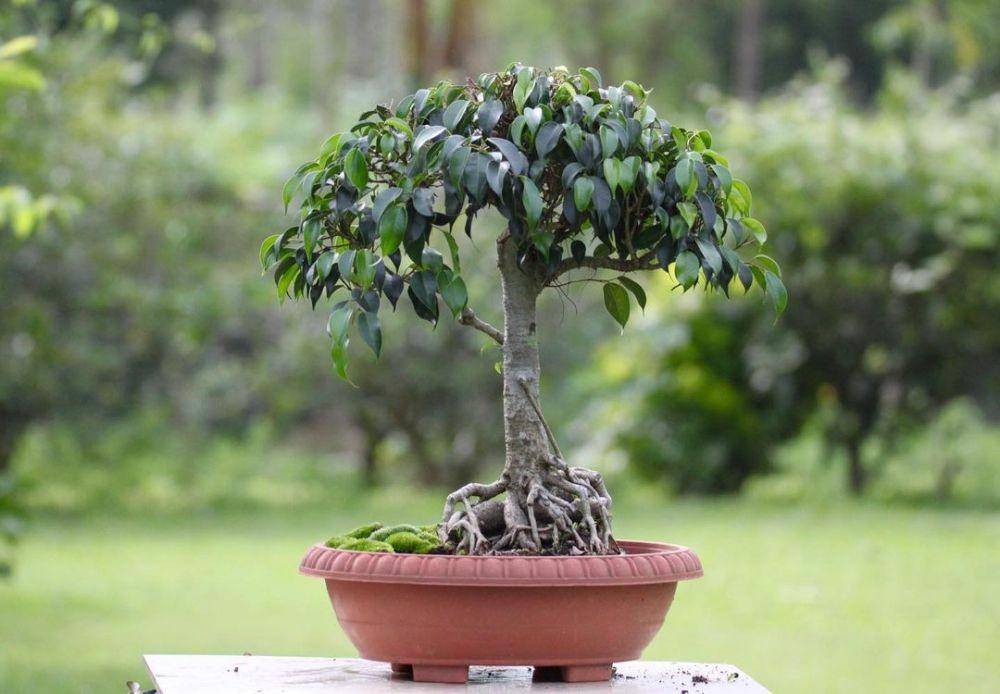 ilustrasi bonsai beringin (instagram.com/_bonsai_7)