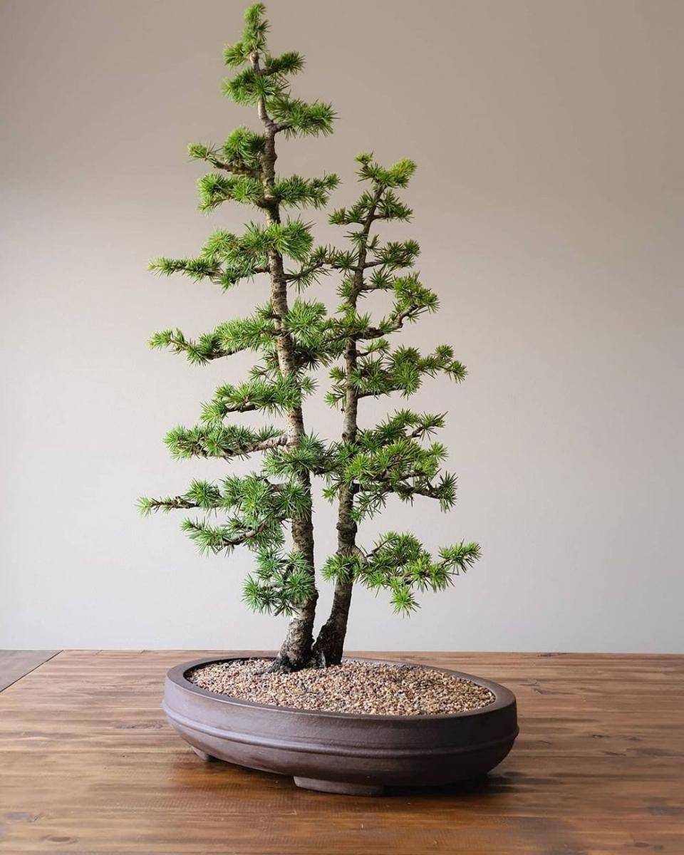 ilustrasi bonsai cedar (instagram.com/bforbonsai)