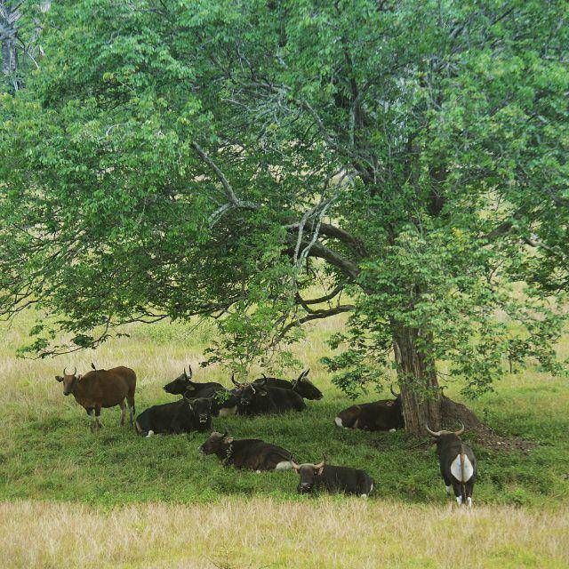 potret kawanan banteng di Taman Nasional Alas Purwo (instagram.com/sirbelly)