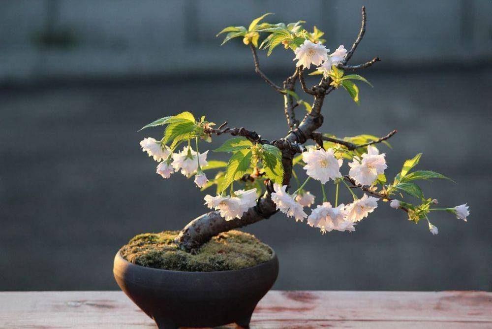 ilustrasi bonsai sakura (instagram.com/mmmj9874)