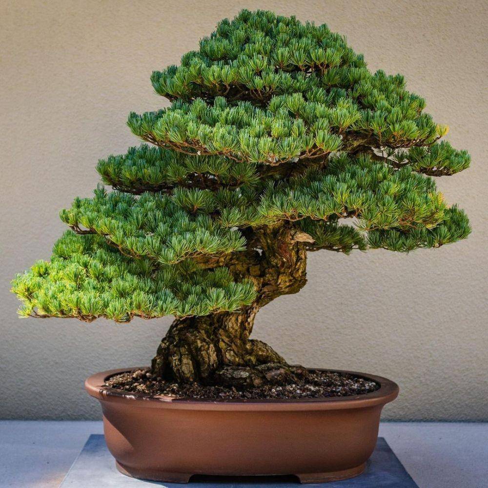 ilustrasi bonsai pinus (instagram.com/yugenbonsai)