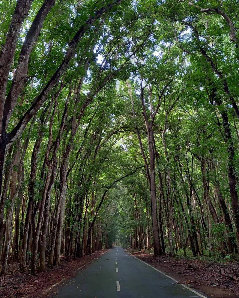 potret pesona Taman Nasional Alas Purwo (instagram.com/tripalaspurwo)