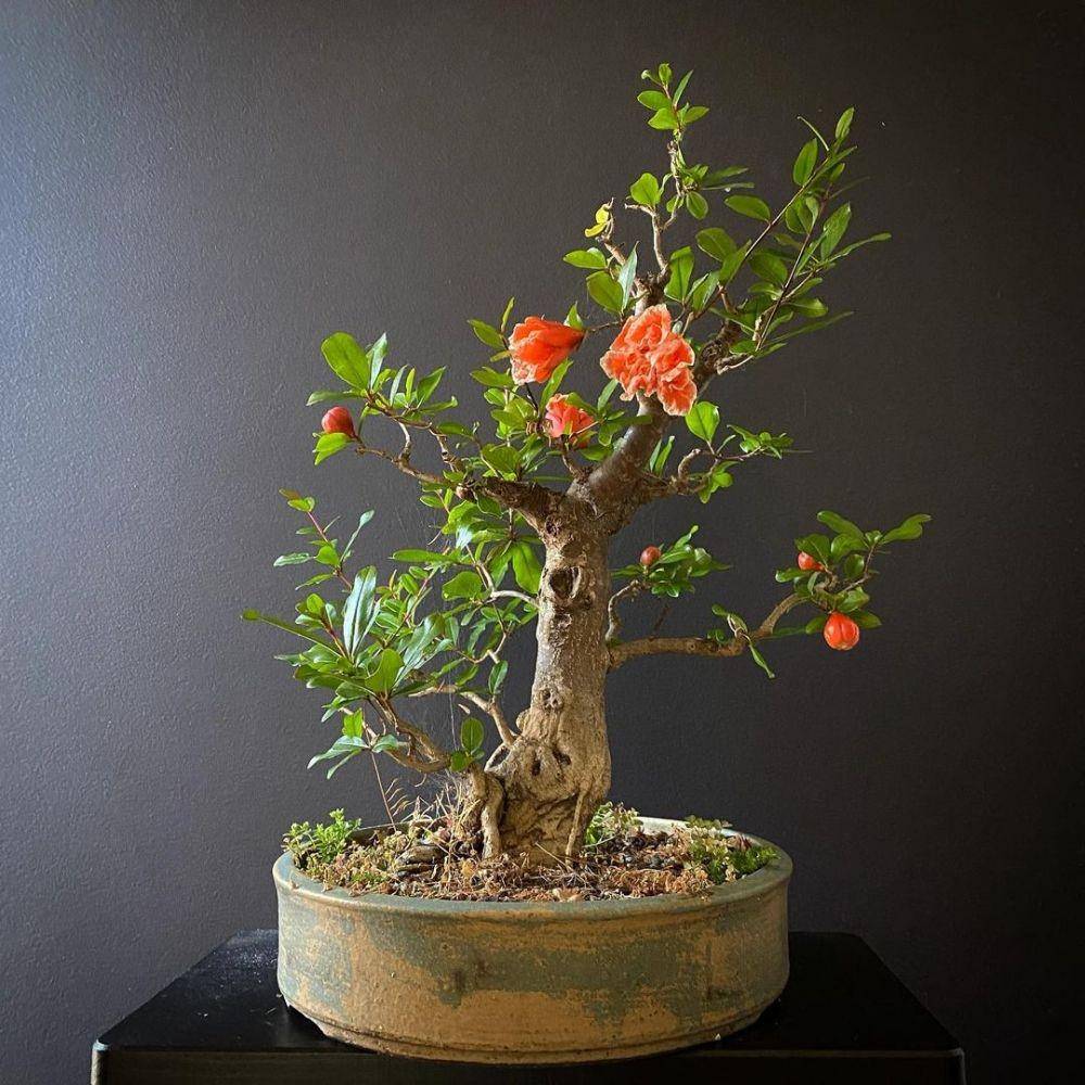 ilustrasi bonsai delima (instagram.com/greebybeeby)