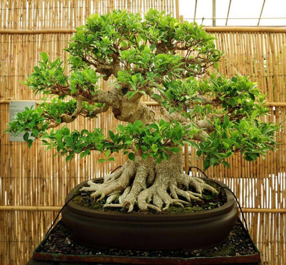 ilustrasi bonsai ara jejawi (instagram.com/bonsai_pasion)