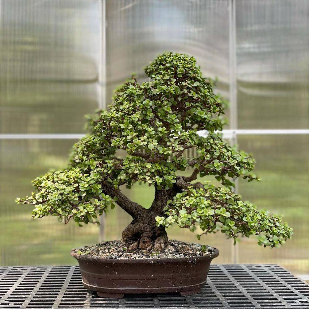 ilustrasi bonsai juniper (instagram.com/jerome_bonsai)