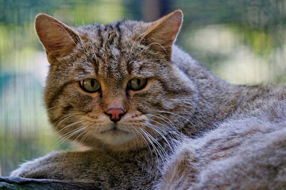 ilustrasi kucing yang tidak bahagia (pixabay.com/veverkolog)