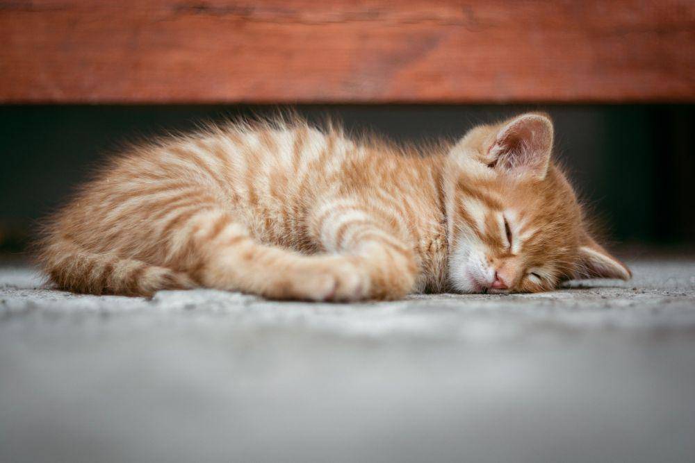 ilustrasi kucing yang tidur sepanjang hari (pixabay.com/super-mapio)