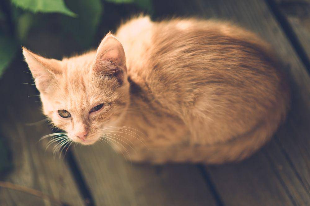 ilustrasi kucing dengan kondisi fisik yang kurang baik (pixabay.com/dariuszsankowski)