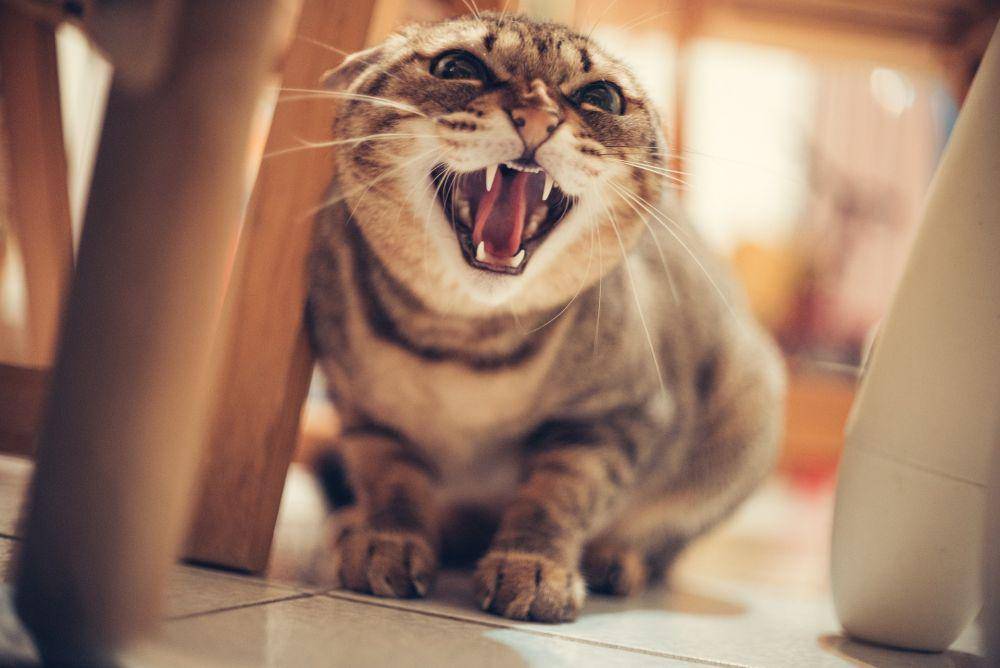 ilustrasi kucing yang sangat agresif (pixabay.com/fang_y_m)