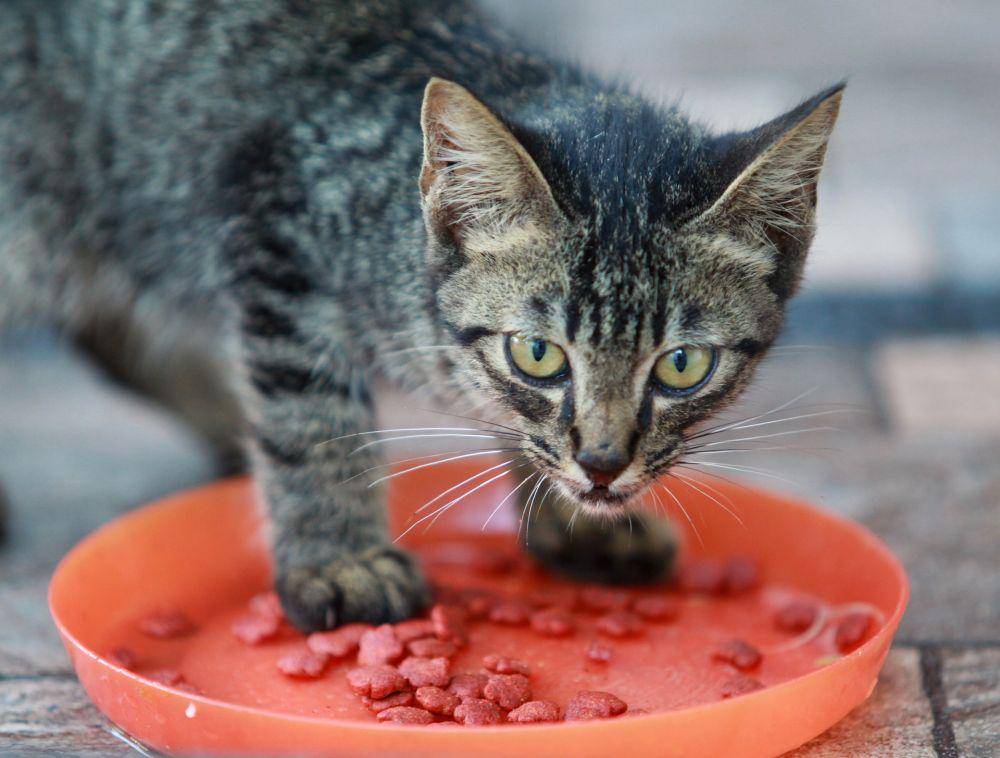 ilustrasi kucing yang sedang makan (pixabay.com/saelanlerez)