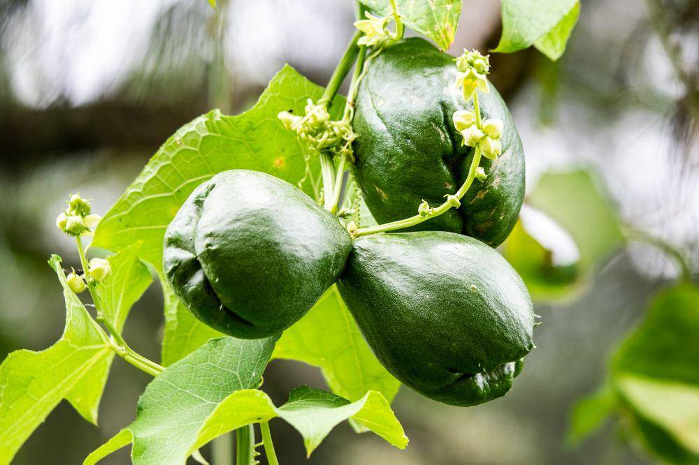 tanaman labu siam (pixabay.com/marvinbla)