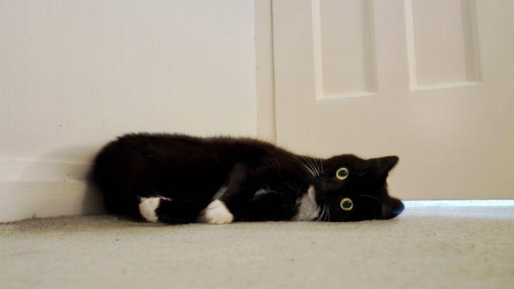 Kelakukan kucing hitam (twitter.com/CuriousZelda)