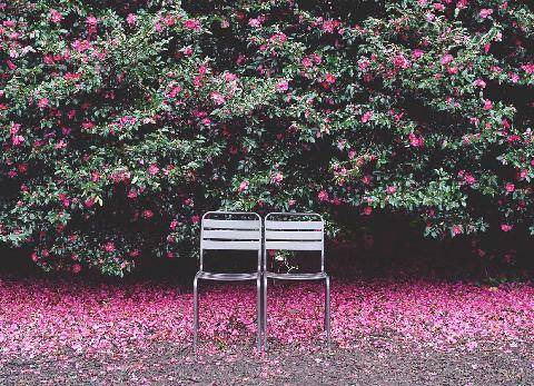 Camellia Hill Botanical Garden (visitjeju.net)